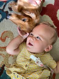 Hi! We are looking to adopt a puppy or young doxie in next few months. Our  kids are super sweet military kiddos who are longing for the companionship  🐶 They've been saving