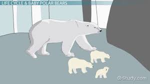 polar bear life cycle lesson for kids