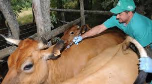 Dia del medico veterinario en mexico. Mexico Celebra Hoy El Dia Del Medico Veterinario 14 15 H Adn Agencia Digital De Noticias Sureste