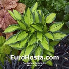 Join us in our shipping yard as we get ready to send out some hosta june fever to garden centers in our region. Hosta June Spirit Eurohosta