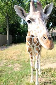 Topeka Ks Topeka Zoo Topeka Zoo Pet Birds Nature Animals