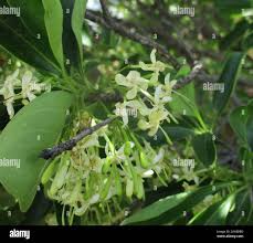 Image result for Pavetta gardeniifolia