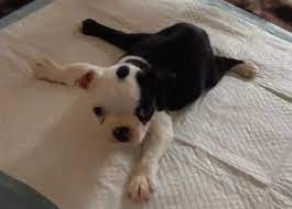 Swimmer Pup Syndrome Cause Prevention Therapy Thedogplace Org
