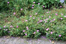 Image result for Geranium sanguineum Max Frei