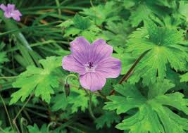 Image result for Geranium