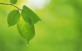 Check spelling or type a new query. Fresh Green Leaves Theme Desktop Wallpapers 17 Preview 10wallpaper Com