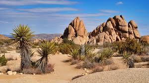 Pictures of joshua trees, lots of pictures of joshua trees and facts on the joshua tree species, we you will also find a lot of wonderful information on joshua trees, including information about the. All About Joshua Tree National Park Wildland Trekking Blog
