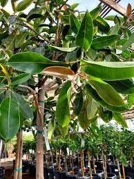 Image result for Ficus elastica