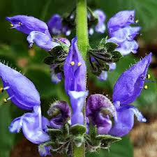 Image result for Coleus barbatus