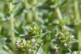 Steckbrief Thymian Pflege Standort Vermehren Das Musst Du Wissen Kleinekrautergarten Herbs For Health Herbs Plants