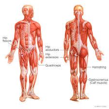 Inguinal canal anatomy contents hernias kenhub. Muscle Strains It Band Groin Hip Flexor Mayo Clinic Orthopedics Sports Medicine