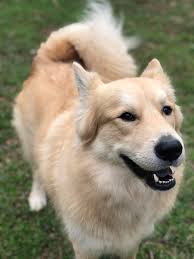 But, chocolate labradors have been found to have around a 10% shorter lifespan than other labs and also a higher rate of ear and skin infections. Husky Golden Retriever Mix This Is Otto He Is 5 Years Old Bestest Boy There Ever Was Husky
