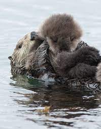 20 Magnifiques Photos De Mamans Avec Leurs Petits Australian Animals List List Of Animals Animals Name List