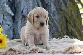 Instead, they keep all of the dogs on site unless they use an outside stud service or borrow from another golden retriever, poodle, or goldendoodle breeder. Cute Golden Retriever Puppies Home Facebook
