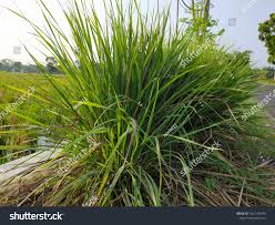 Image result for Cymbopogon nardus