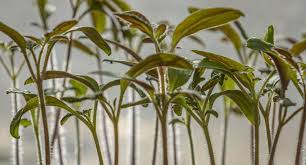 How much light is enough? Growing Tomatoes Indoors With Artificial Light Good Idea Grow Light Info