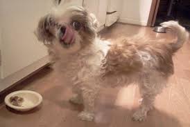 Adopt dachshund dogs in georgia. Shih Tzu Rescue Of Georgia Home Facebook