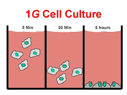 If the varia2on between readings is higher than 5%, record a third measurement aner. Cell Biology And Biotechnology In Space Neal R