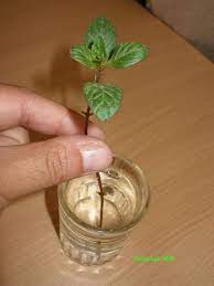 Rooting Mint Cuttings Via Water Mint Plants Growing Mint Mint Herb