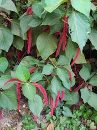 Image result for Acalypha caperonioides