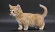 Munchkin Kittens for Sale | Buy Munchkin Cat Near Me