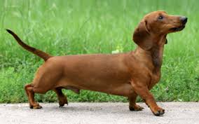 Dachshund Wallpapers Wallpaper Cave Here you can get the best dachshund wallpapers for your desktop and mobile devices.