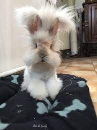 The angora rabbit known for the angora wool is one of the oldest rabbit breeds in the world. Loki The English Angora Rabbit Steemkr