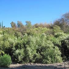 Image result for Commicarpus pilosus