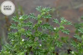 Image result for Coldenia procumbens