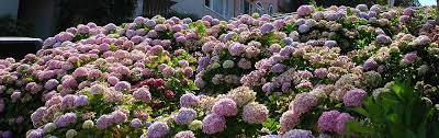 When shopping for hydrangea fertilizers, you may notice that a good number of them are called acidic fertilizers. Fertilizing Hydrangeas Plant Addicts