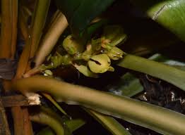 Image result for Chlorophytum macrophyllum
