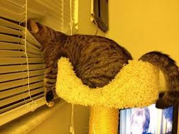 neighborhood watch program cok sirin hayvanlar kedileri seviyorum kedi