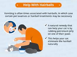 Here is a picture of vomited grass and a classic looking feline hairball nearby, which proves that eating grass makes a cat sick up the hairball. Cat Nausea Natural Treatments Canna Pet