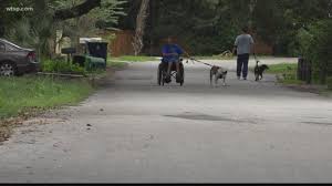 Harmony vet care in brandon. Tampa Man Stays Homeless Until He Can Find A Place For His Dog Wtsp Com