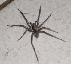 The Australian Wolf Spider Is It Dangerous