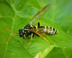 Image result for Humularia drepanocephala