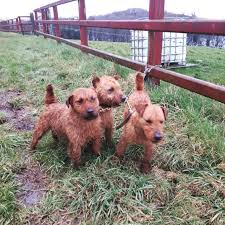 Image result for lakeland teriér