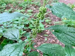 Image result for Droguetia