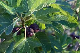 Check spelling or type a new query. How To Grow A Fig Tree In Your Backyard Gardener S Path