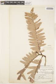 Image result for Brachystegia boehmii