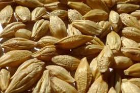 These proteins help bind breads and dough together adding softness and texture to. Barley Bran Grain Star