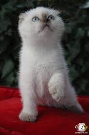 1 kedi 1 kopek sahiplendirme ilanlari scottish fold kedi kediler ve yavrulari