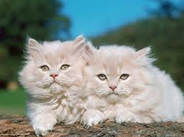two persian cats kittens felis catus persian cat wallpapers persian cat kitten cute persian cats blonde cat