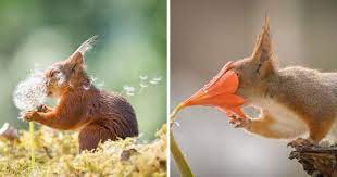 A Simple Search On Wikipedia Would Tell You That Squirrels Are Members Of The Sciuridae Family It S Squirrel Species Squirrel Small Pets