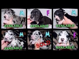 Our liver and white dalmatian sheena gave birth to 9 puppies. Funny Dalmatian Puppies For Sale Houston L2sanpiero