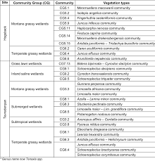 Image result for Limosella maior