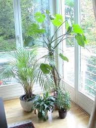 Some of the plants that help in cleaning indoor air include asparagus fern, aloe vera, snake plant, peace lily, among others. Best Plants To Naturally Purify Indoor Air Mightynest