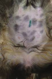 February is spay/neuter awareness month, so it's a great time to learn more about what happens when your cat there will be a shaved area on the belly with a small incision just below the navel. Https Www Aspcapro Org Sites Default Files Aspcapro Community Cats Sn Guide Pdf