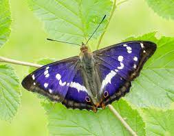Our purple monarch wind up flying butterfly is not only one of the most popular designs, it's great for any and all occasions. Purple Emperor
