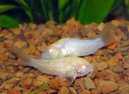 What is the life span of albino bristlenose pleco? Albino Corydoras Catfish Corydoras Aeneus Tropical Fish Site